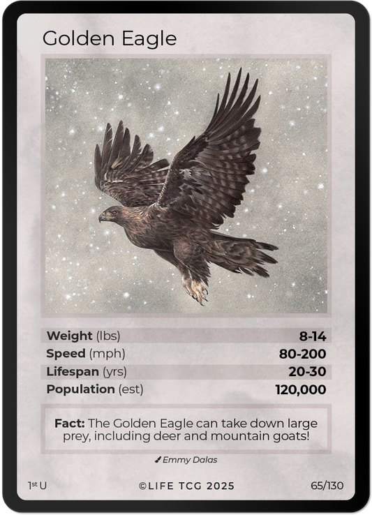 Golden Eagle