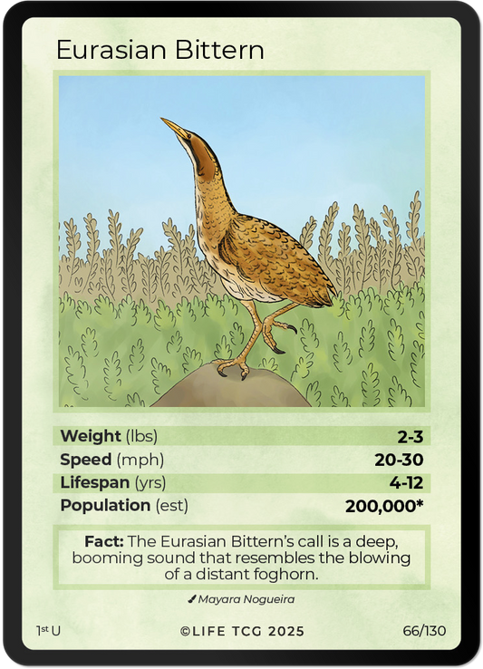 Eurasian Bittern