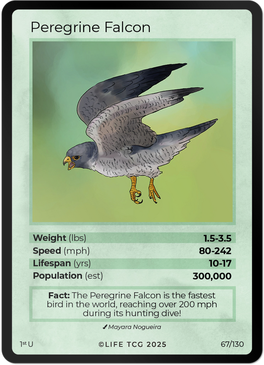 Peregrine Falcon