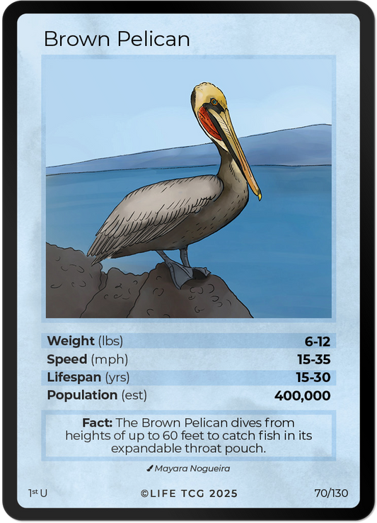 Brown Pelican