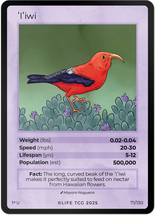 I'iwi