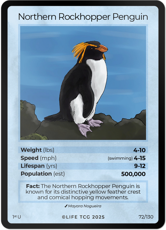 Northern Rockhopper Penguin