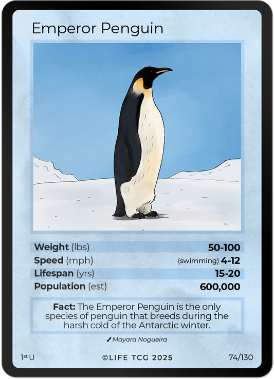 Emperor Penguin