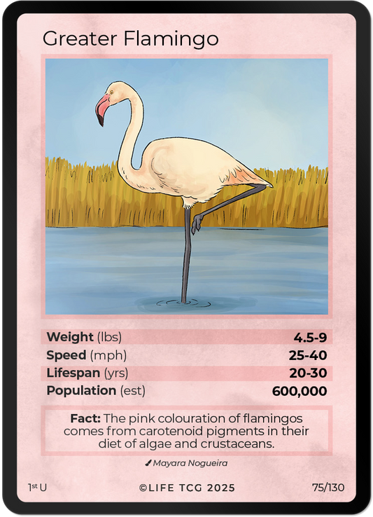 Greater Flamingo