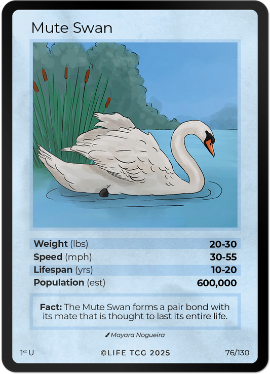 Mute Swan
