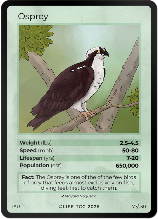 Osprey