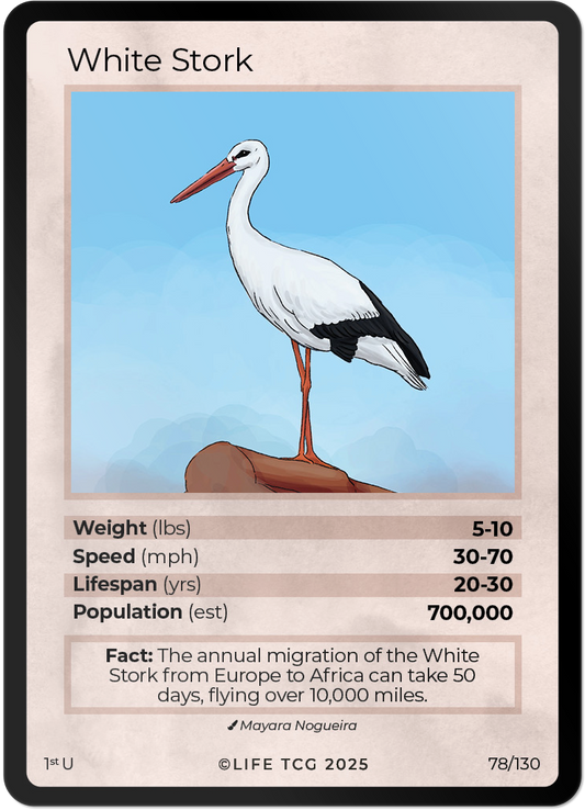 White Stork
