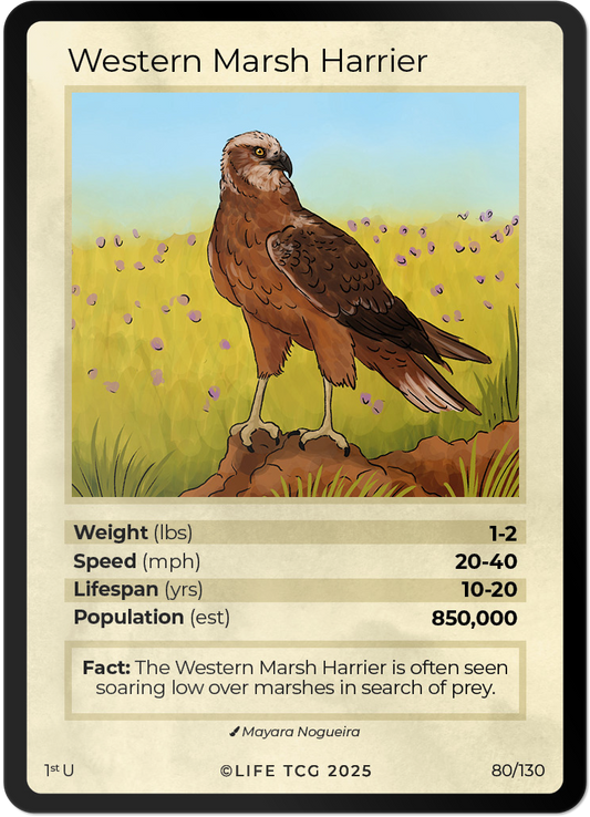 Western Marsh Harrier