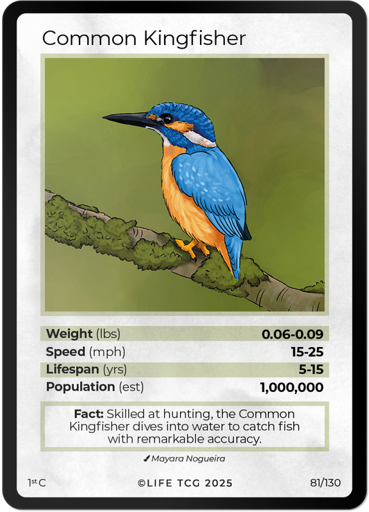 Common Kingfisher