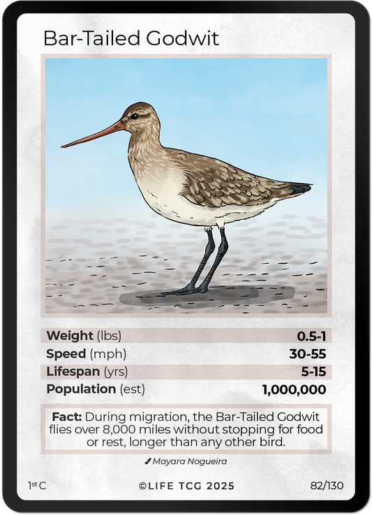 Bar-Tailed Godwit