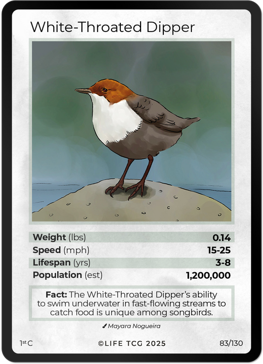 White-Throated Dipper