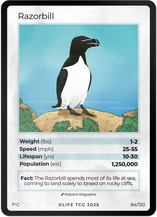 Razorbill