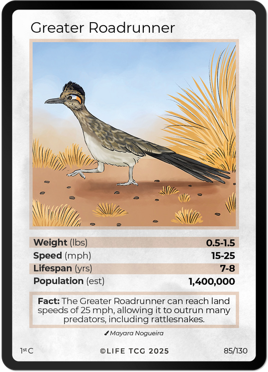 Greater Roadrunner