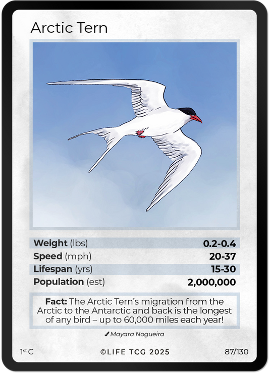 Arctic Tern