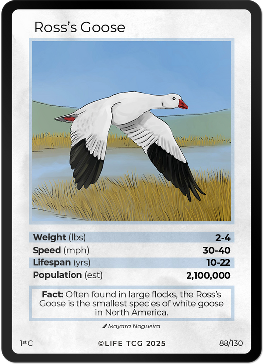 Ross's Goose