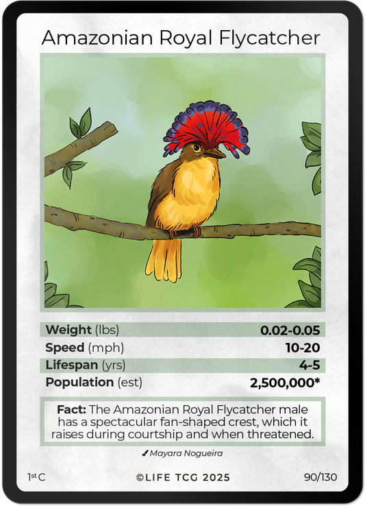 Amazonian Royal Flycatcher