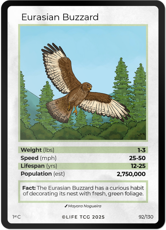 Eurasian Buzzard