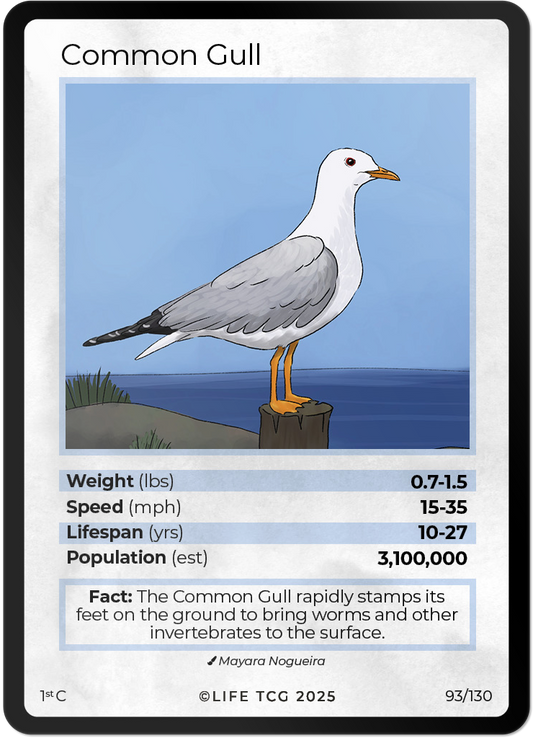 Common Gull
