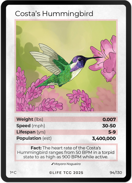 Costa's Hummingbird