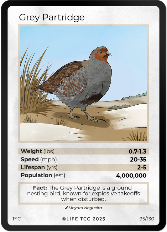 Grey Partridge