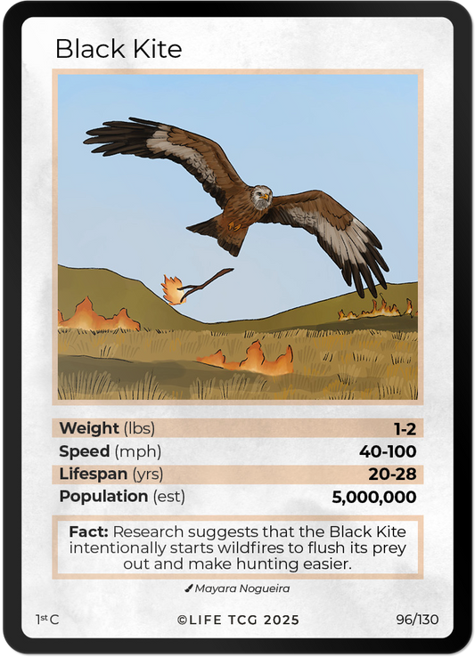 Black Kite