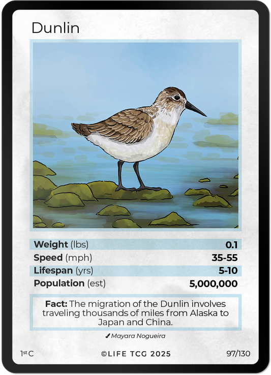 Dunlin