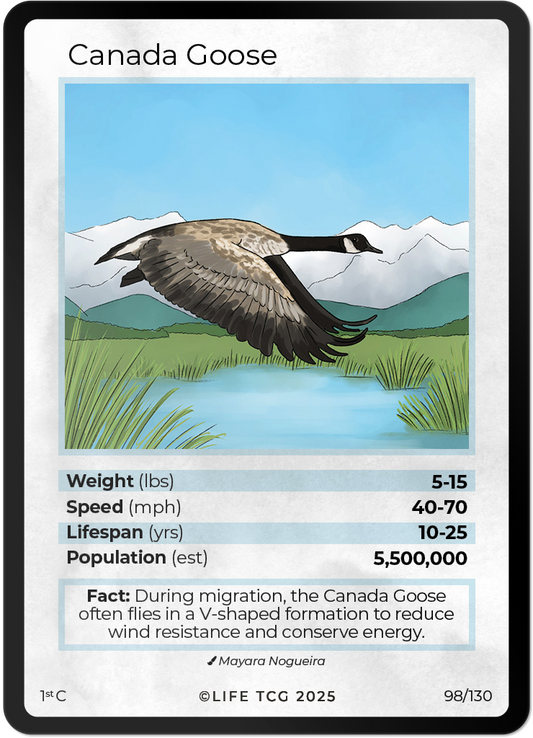 Canada Goose