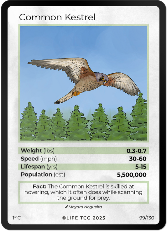 Common Kestrel