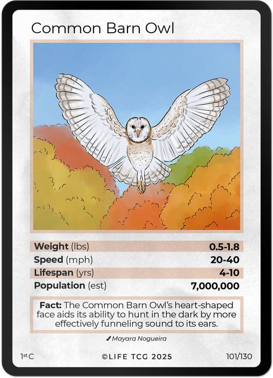 Common Barn Owl