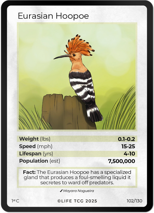 Eurasian Hoopoe