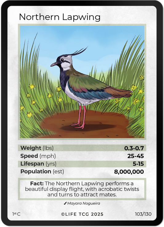 Northern Lapwing