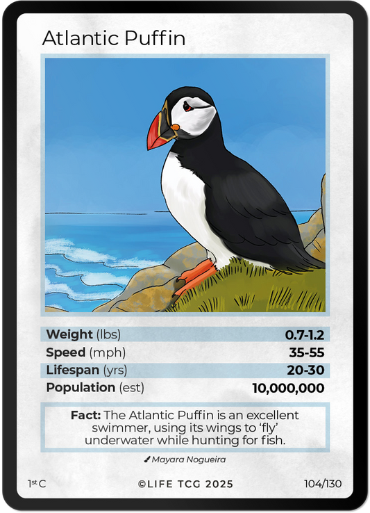 Atlantic Puffin
