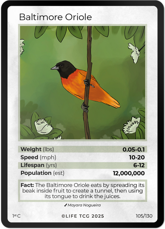 Baltimore Oriole