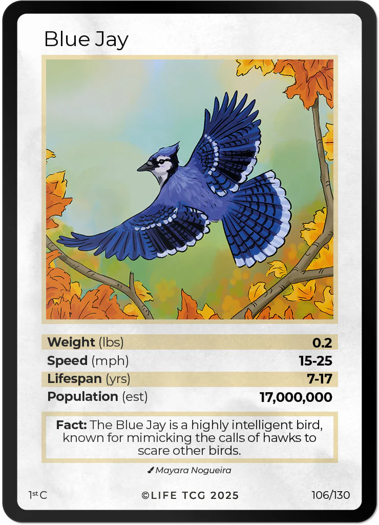 Blue Jay