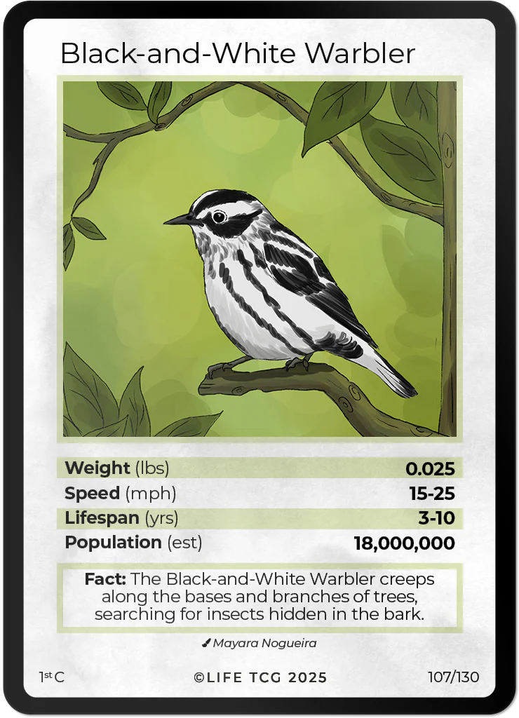 Black-and-White Warbler