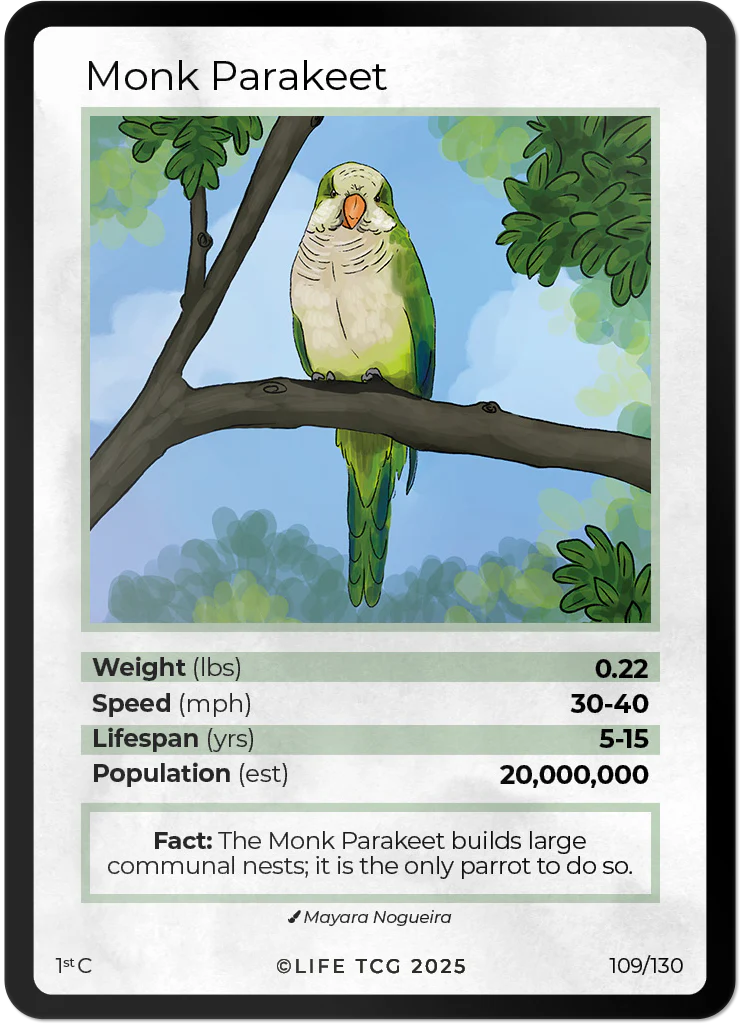 Monk Parakeet