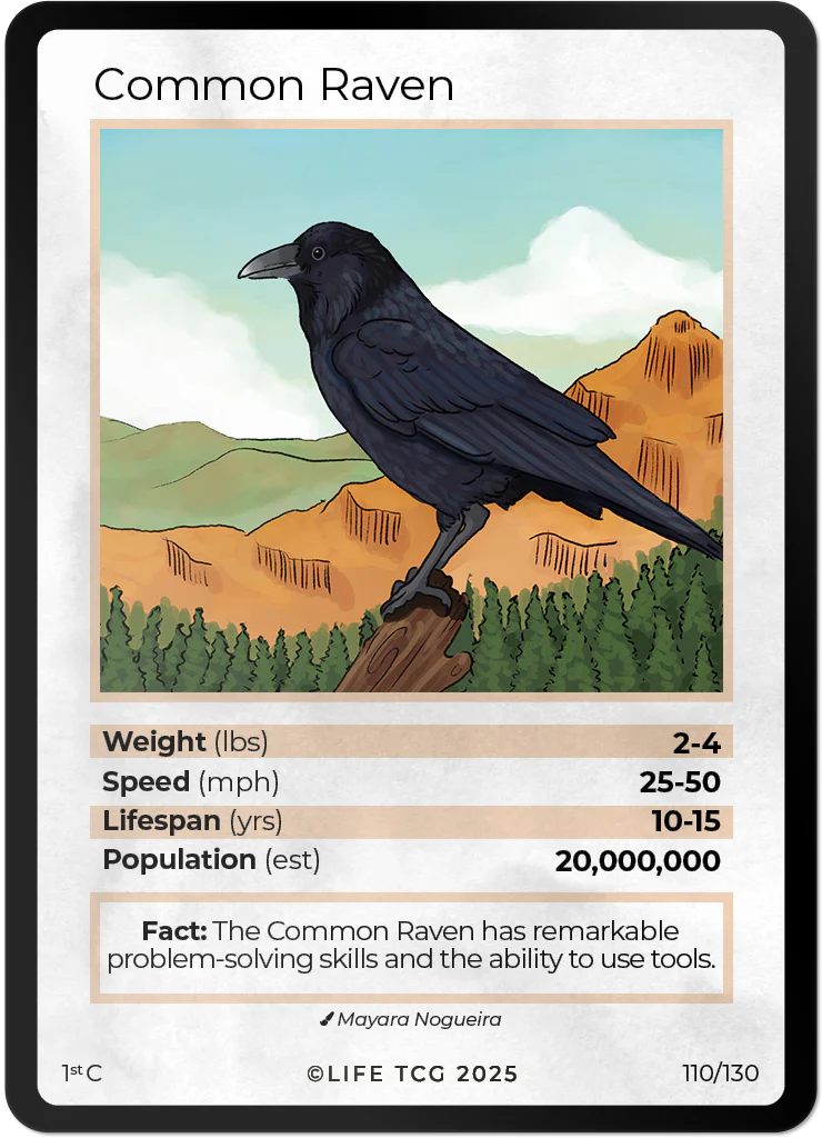 Common Raven