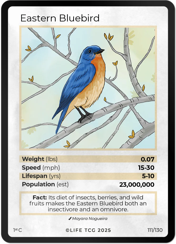Eastern Bluebird