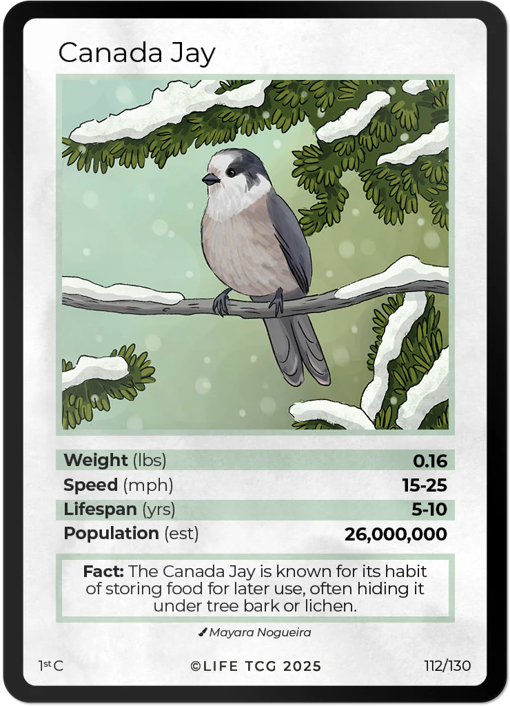 Canada Jay