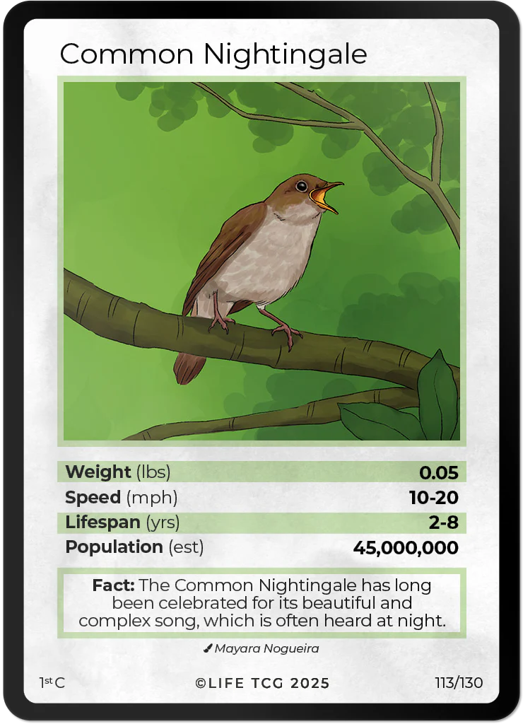 Common Nightingale