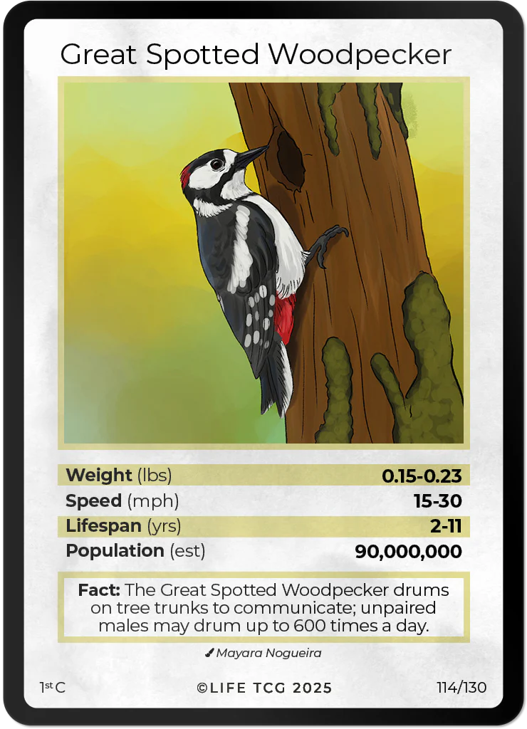 Great Spotted Woodpecker