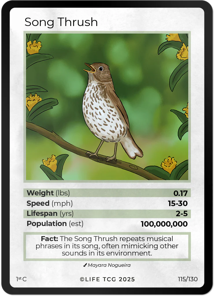 Song Thrush