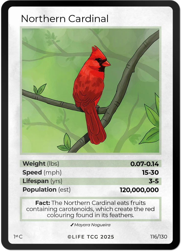 Northern Cardinal