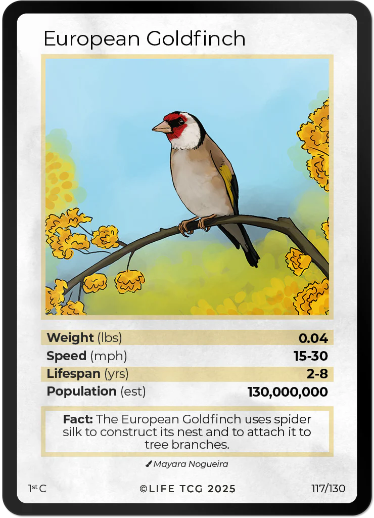 European Goldfinch