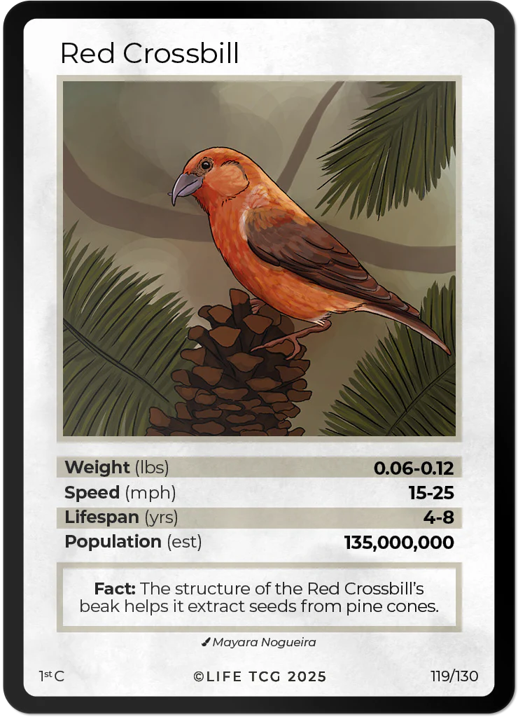 Red Crossbill