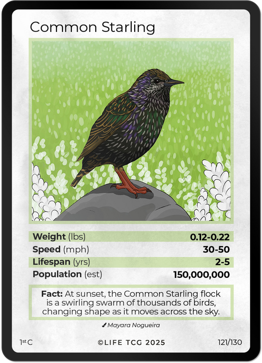 Common Starling