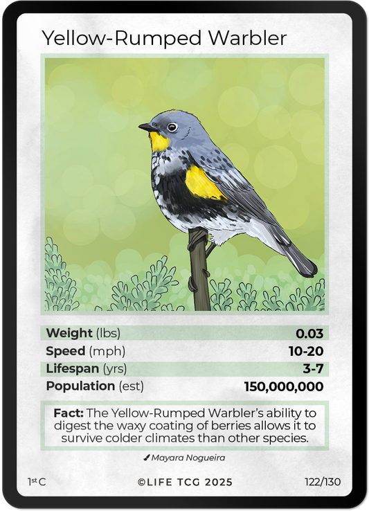 Yellow-Rumped Warbler