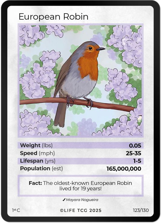 European Robin