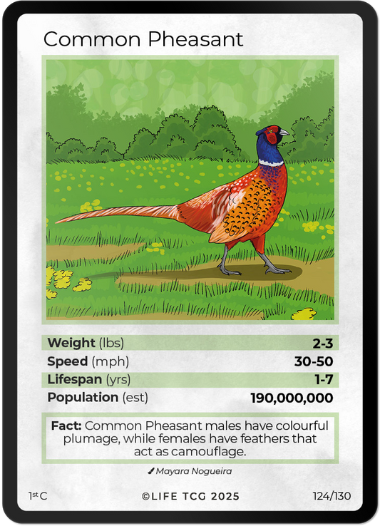 Common Pheasant