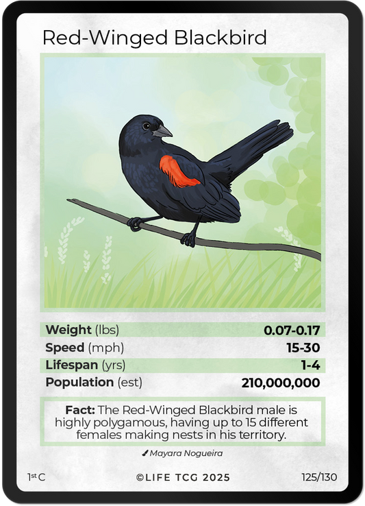 Red-Winged Blackbird
